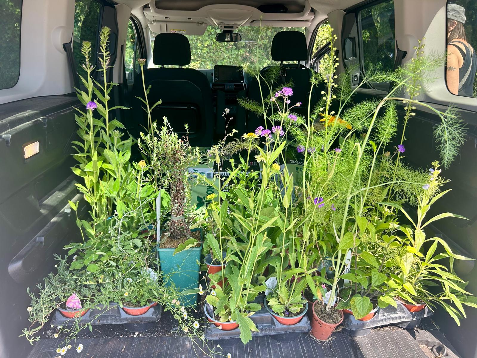 New herbaceous perennials for our mini-meadow